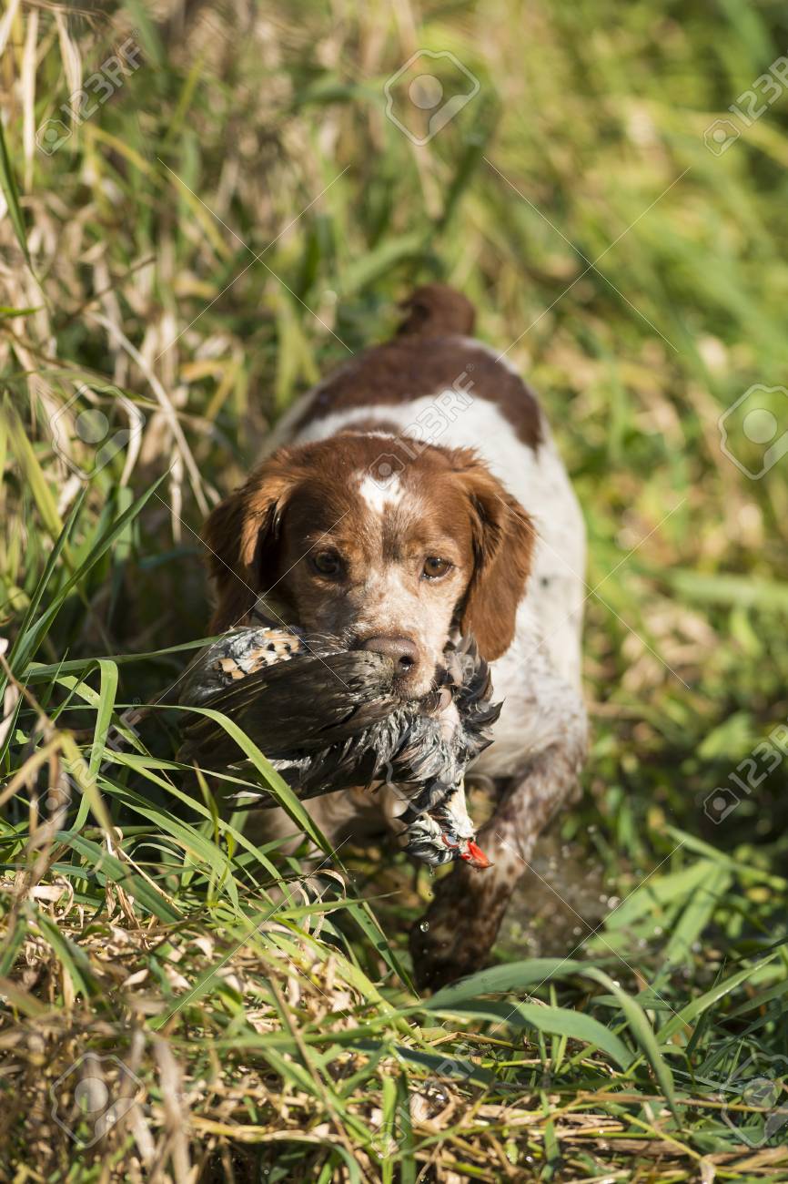 brittany spaniel hunting dog