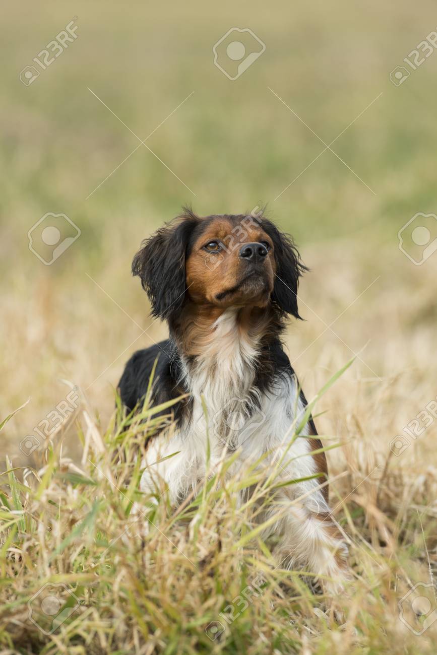 brittany spaniel hunting dog