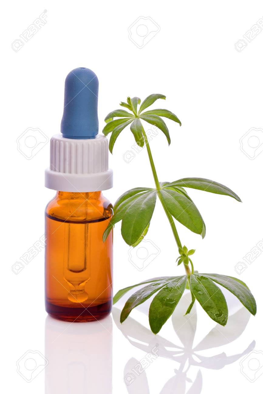 Woodruff Herb Natural Aroma Essence Stock Photo Picture And Royalty Free Image Image