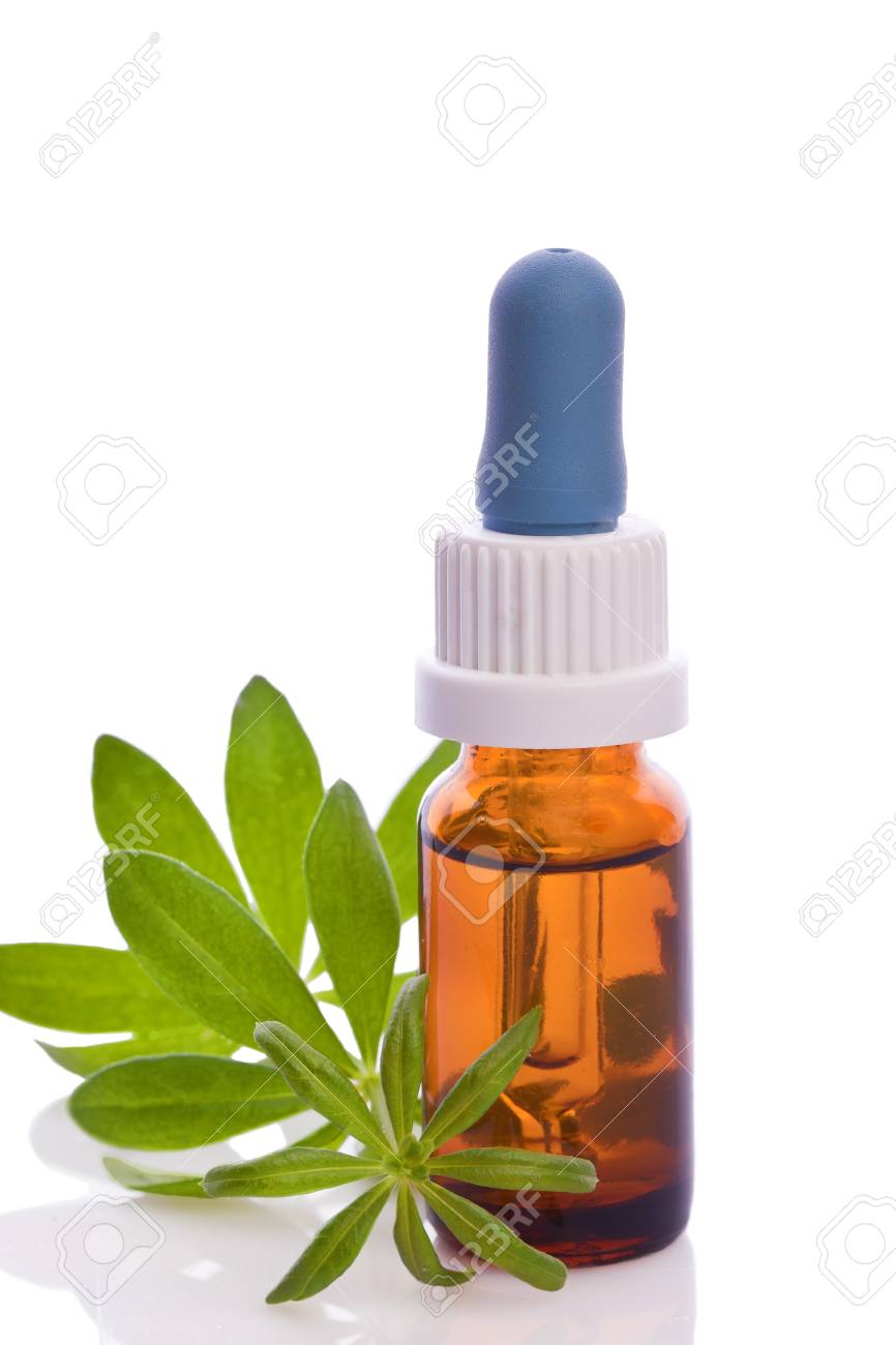 Woodruff Herb Natural Aroma Essence Stock Photo Picture And Royalty Free Image Image