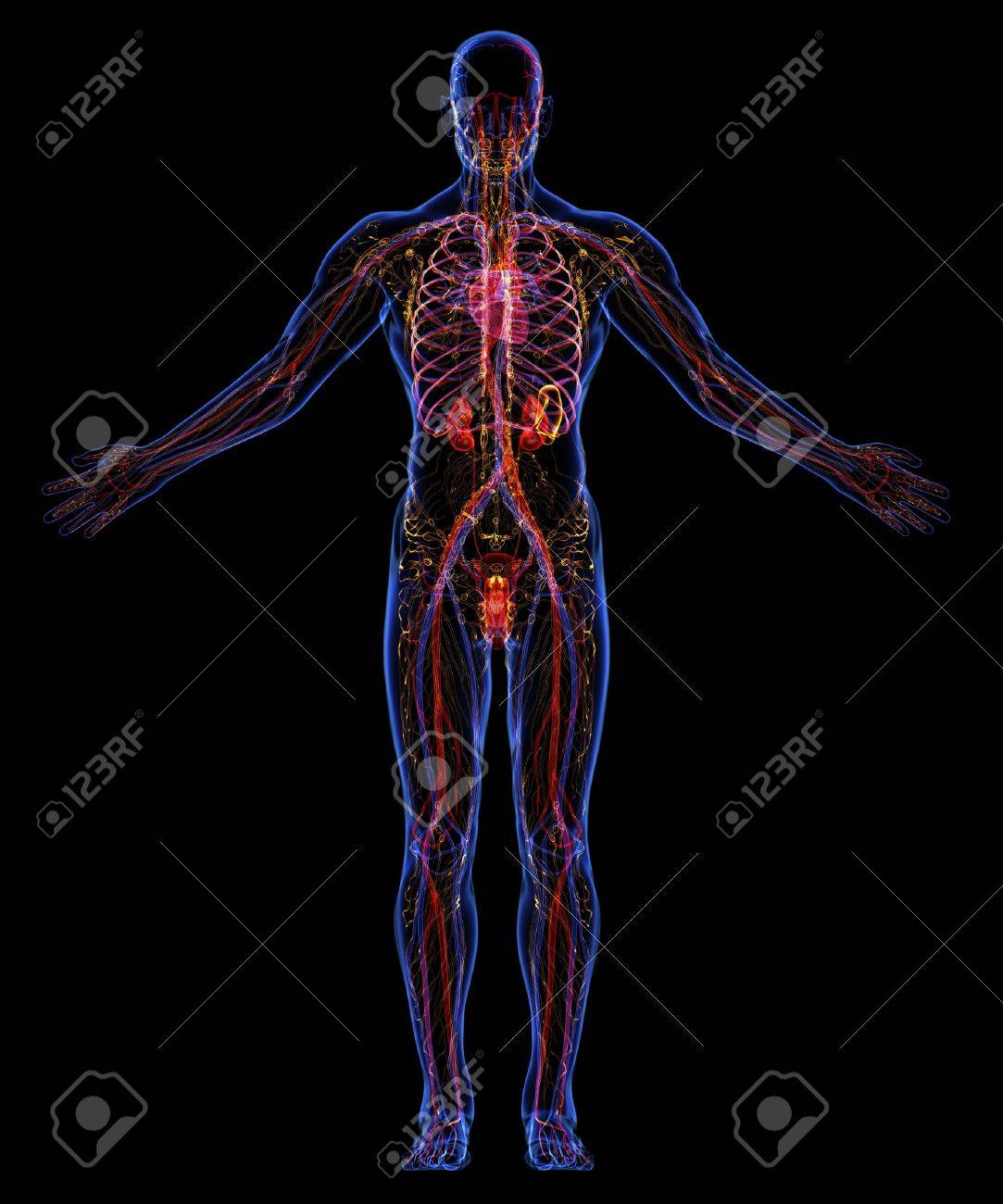 Human urinary, lymphatic and circulatory system - 18292511 Human urinary, lymphatic and circulatory system - 18292511