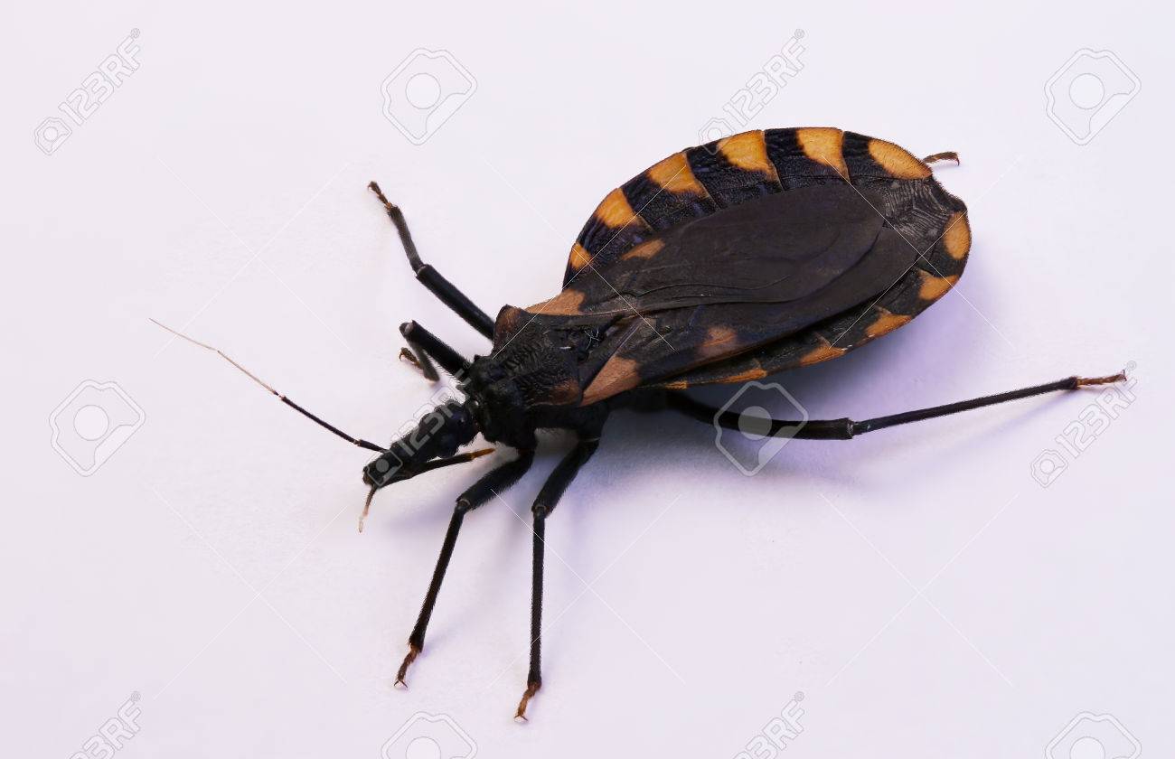 Emerging Chagas disease