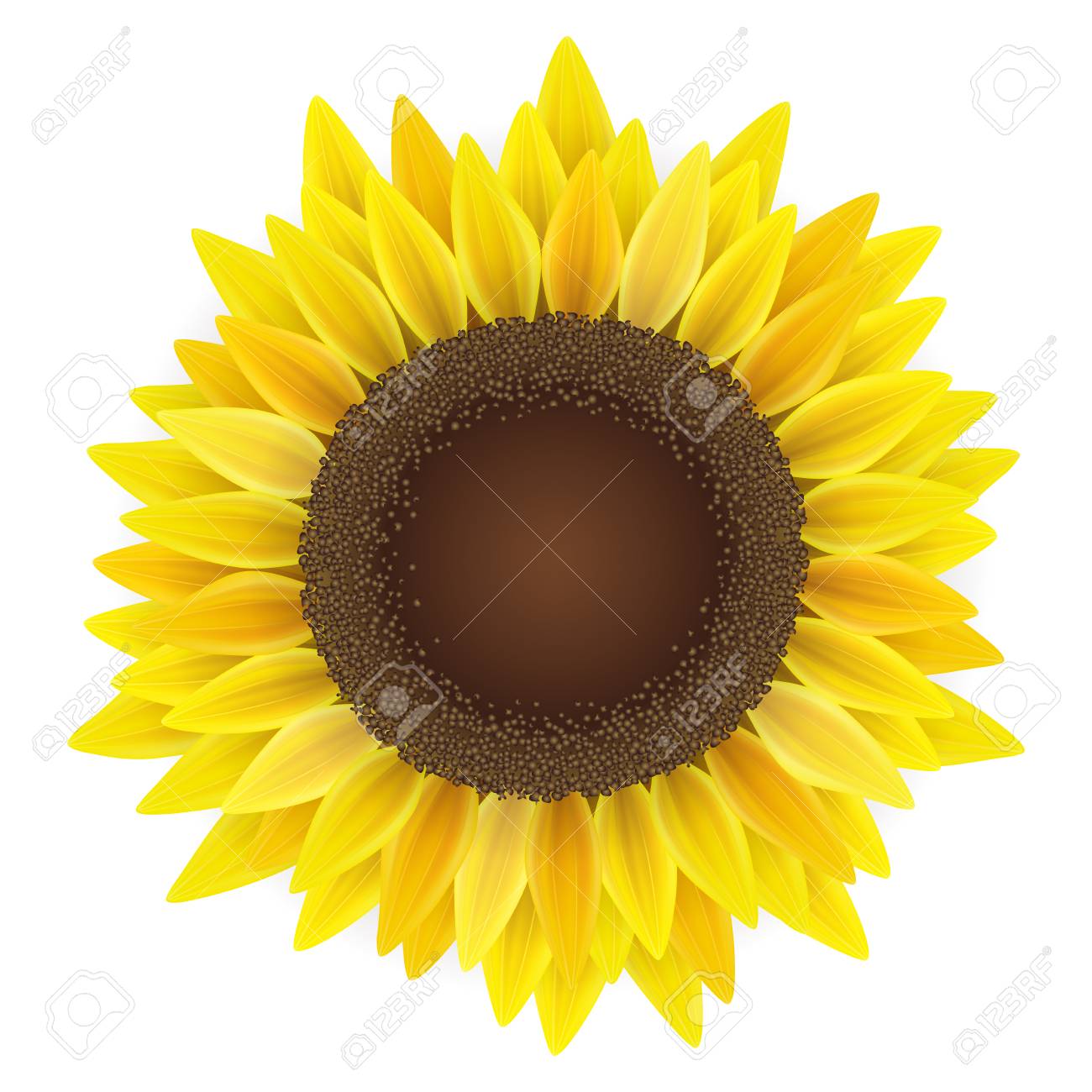 yellow sunflower top