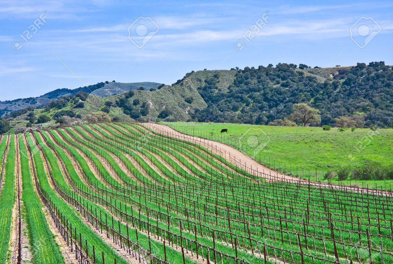 A vineyard landscape near Santa Barbara, California. - 10533696 A vineyard landscape near Santa Barbara, California. - 10533696