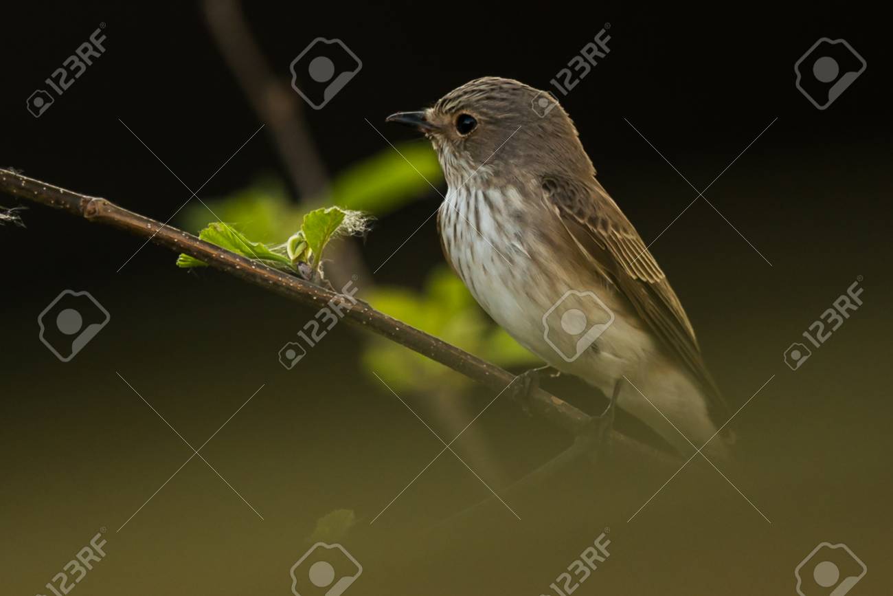 etiam-dictum-ipsum-a-felis