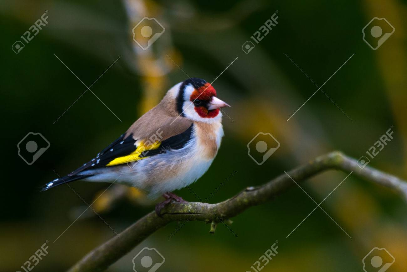 etiam-dictum-ipsum-a-felis