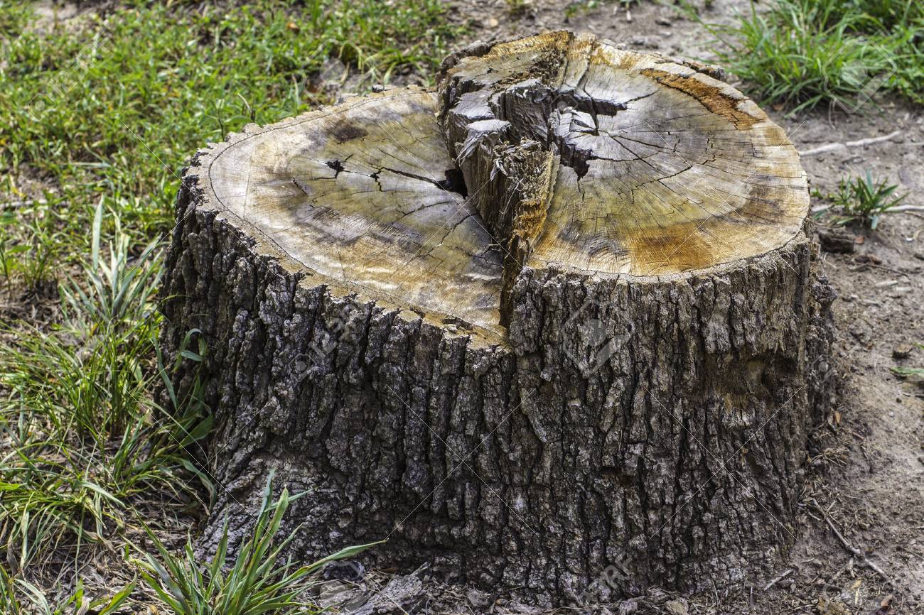 超絶ワイルド！天然樫の木で作成【森を感じられる大きい切り株ちゃぶ台