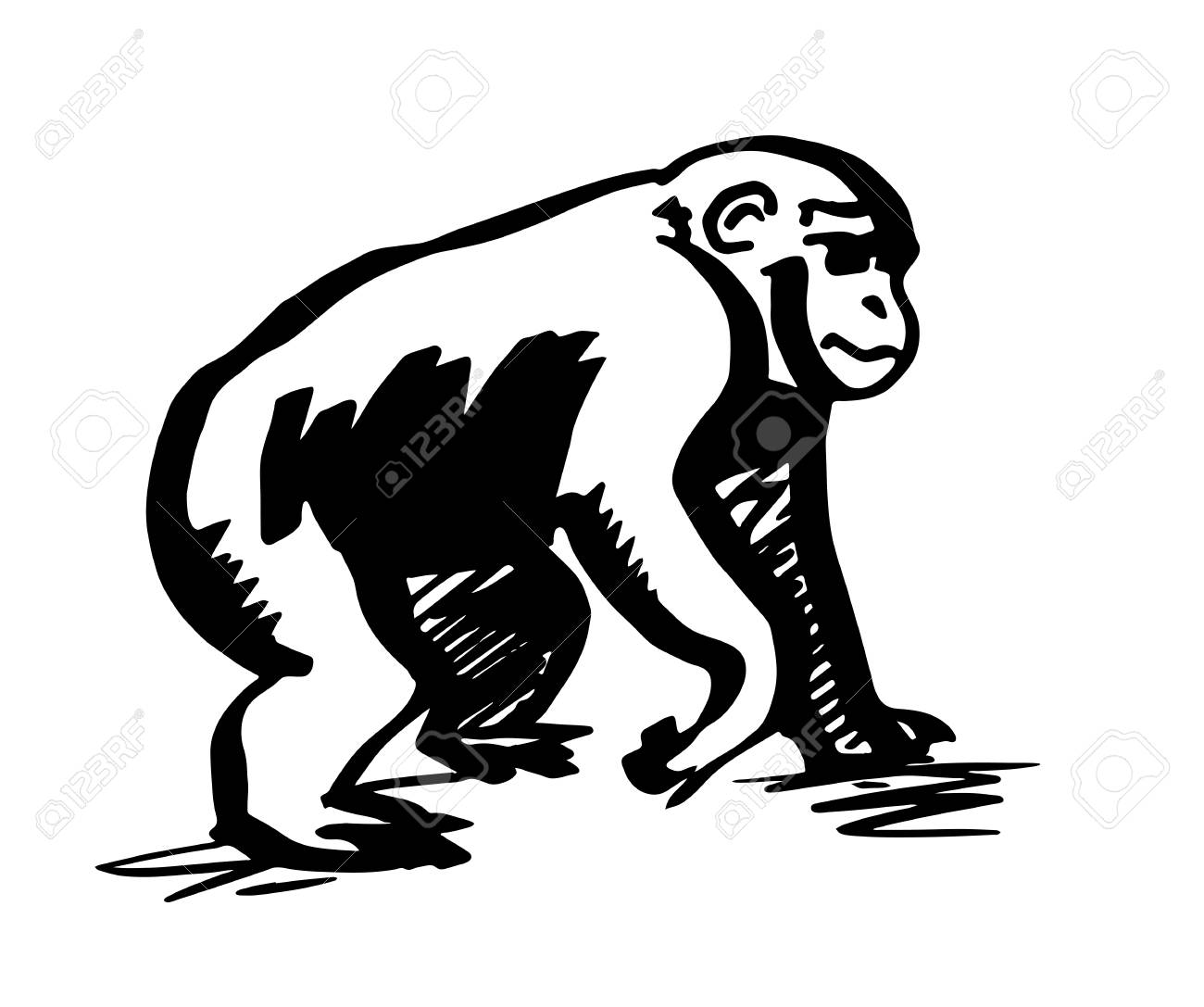 chimpanzee monkey silhouette line drawing royalty free cliparts