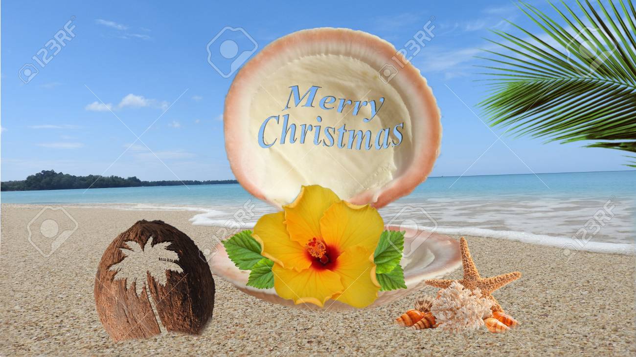 シェルとココナッツ ビーチ画像 の写真素材 画像素材 Image 1721