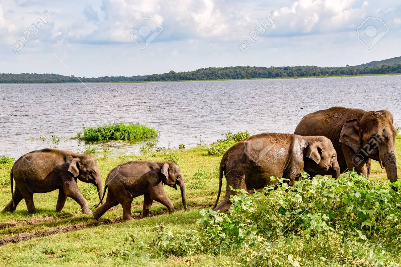 Elephants In The Udawalawe National Park On Sri Lanka Stock Photo