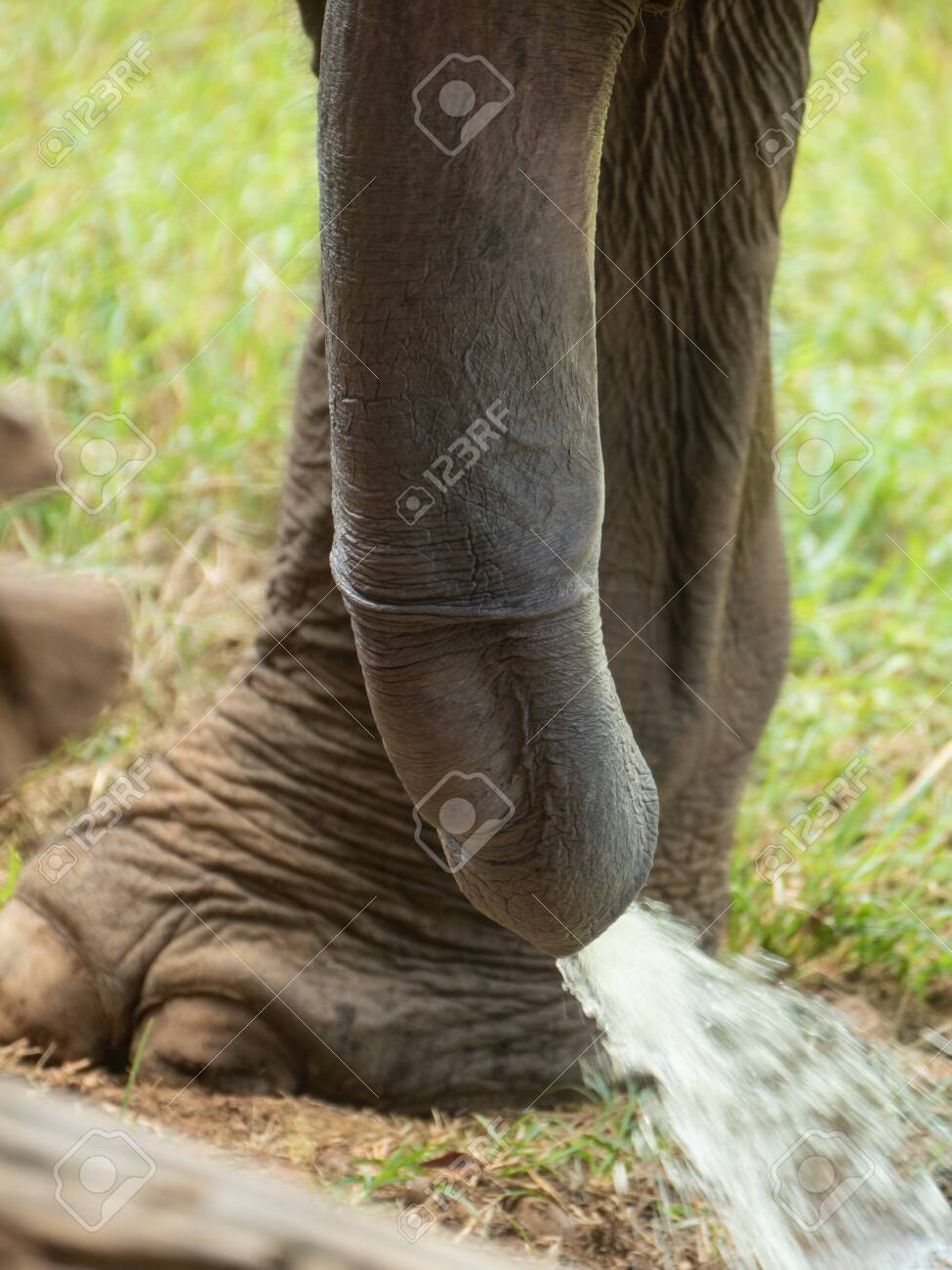 Zoo Peeing