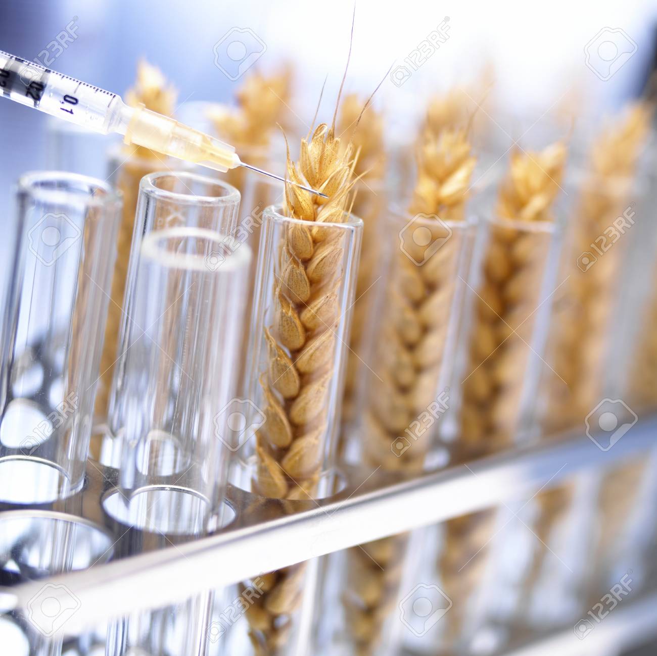 Resultado de imagen de trigo genéticamente