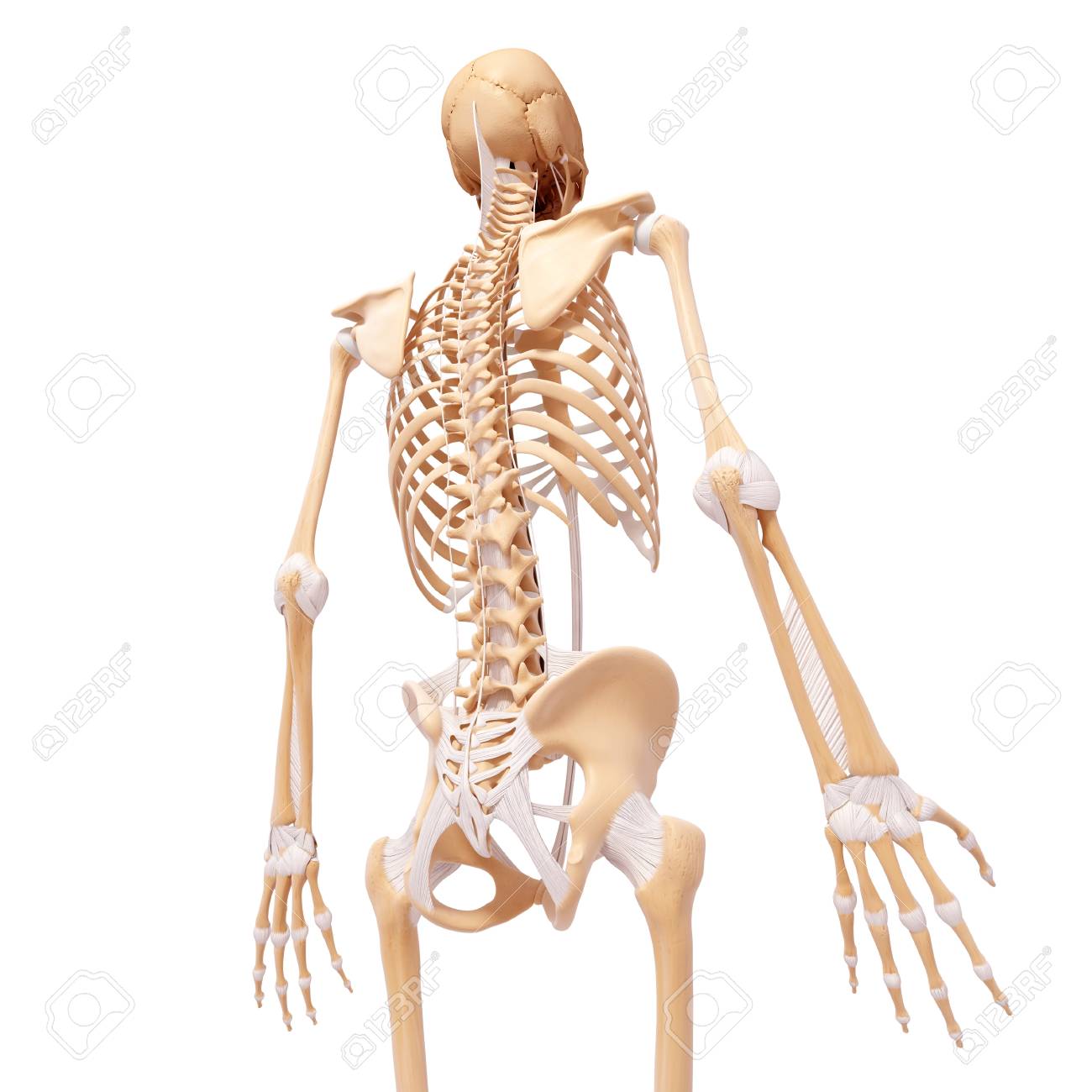 human skeleton artwork stock photo picture and royalty free image