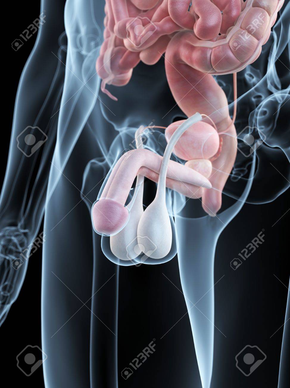 male penis photos anatomical Hgh hormon sex