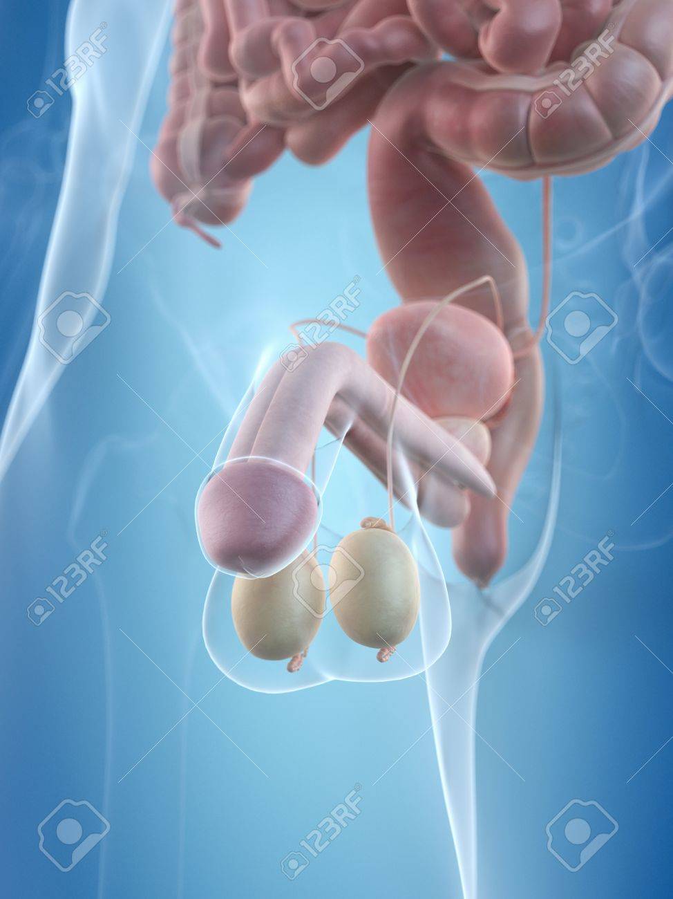 pictures human penis Pictures human penis