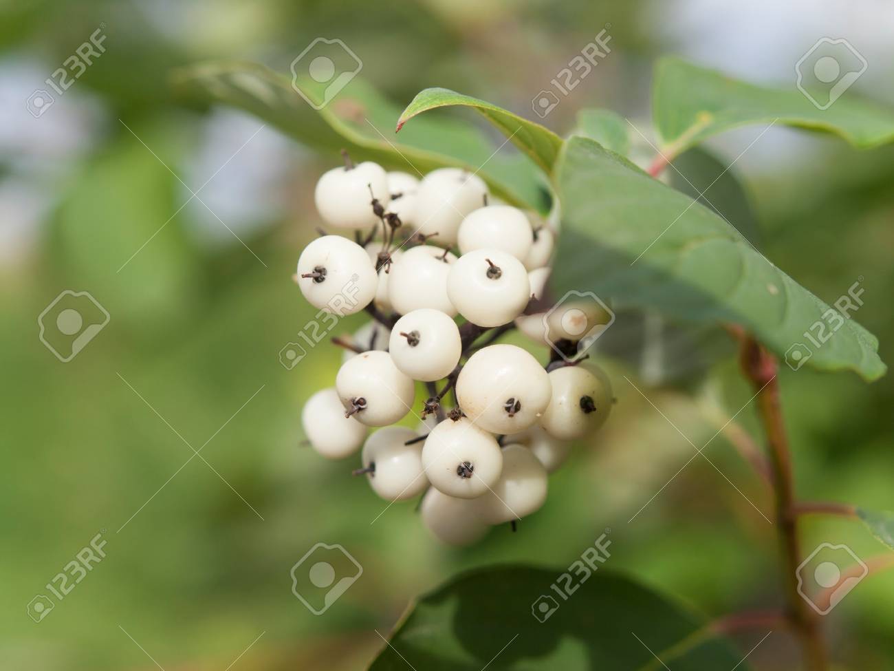 Symphoricarpos アルバス Laevigatus 白い果実と共通 Snowberry の写真素材 画像素材 Image