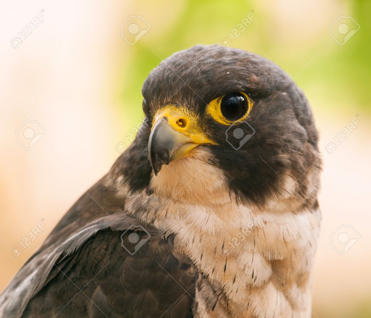 ハヤブサ ファルコ Peregrinus は世界で最も速い動物の頭 の写真素材 画像素材 Image