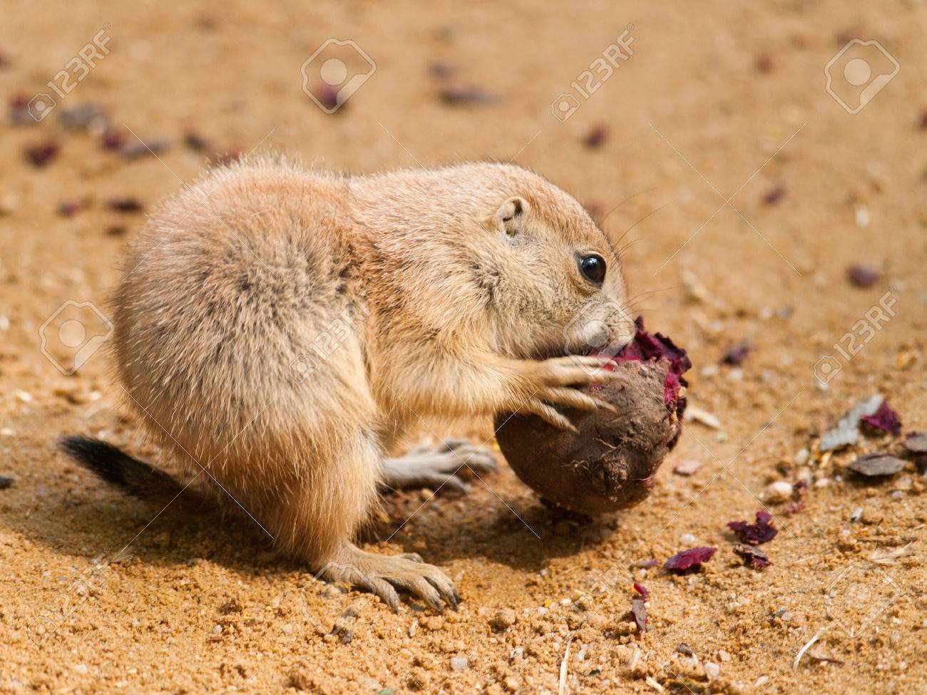 Cynomys Ludovicianus Bebe De Chien De Prairie A Queue Noire Qui Mange De La Betterave Banque D Images Et Photos Libres De Droits Image