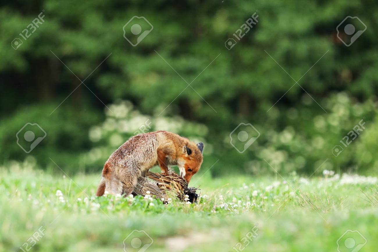 食べる大人の赤狐が早朝 がらがらで草原の鳥をキャッチします の写真素材 画像素材 Image