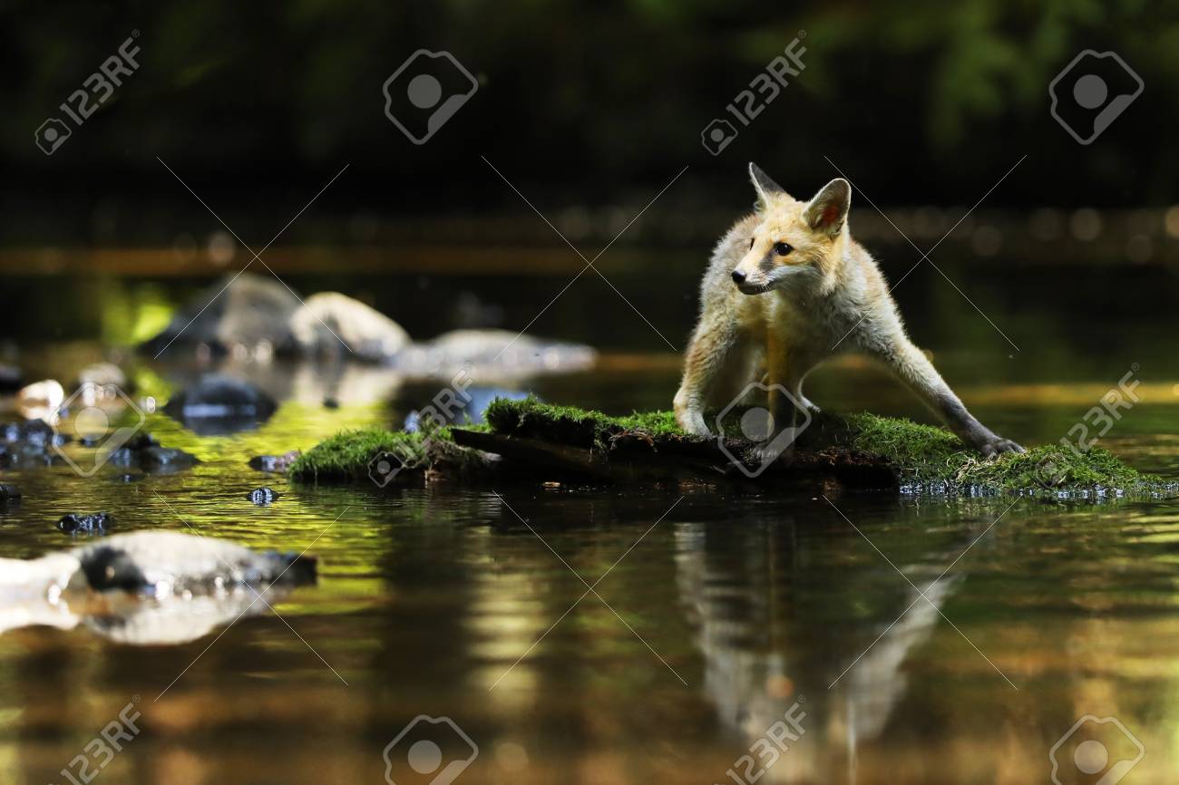 レッド フォックス若い女狐石 がらがらで川に滞在します の写真素材 画像素材 Image レッド フォックス若い女狐石 がらがらで川に滞在します の写真素材 画像素材 Image