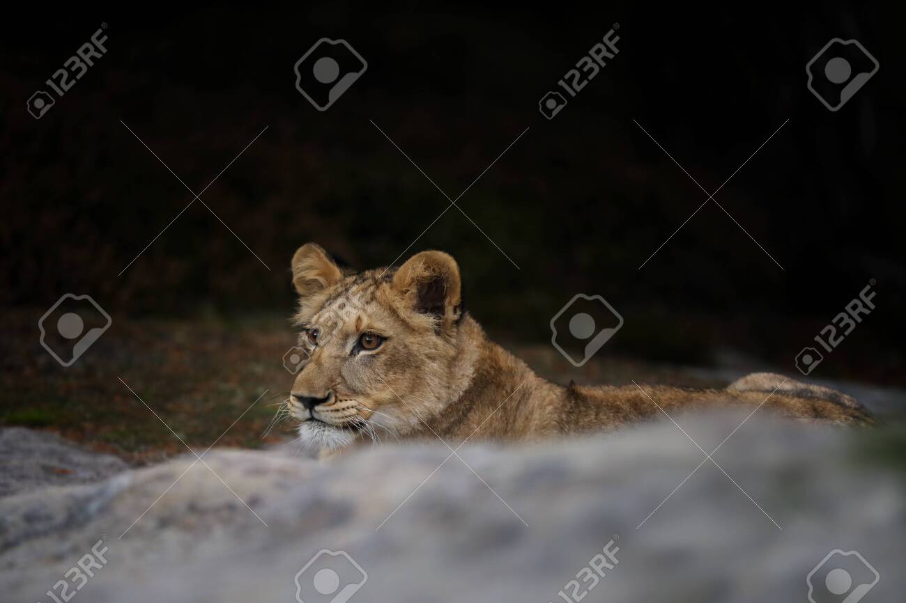 etiam-dictum-ipsum-a-felis