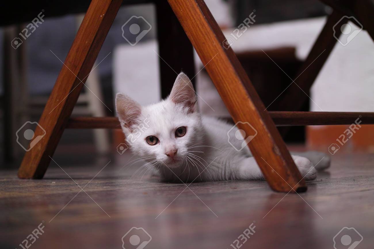 etiam-dictum-ipsum-a-felis