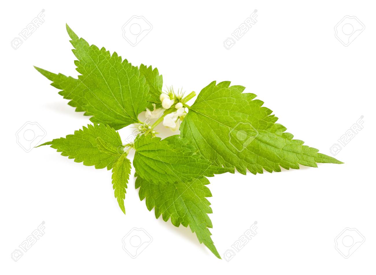 Verstenen holte Vrijstelling Brandnetel Met Bloemen Op Wit Wordt Geïsoleerd Royalty-Vrije Foto, Plaatjes, Beelden En Stock Fotografie. Image 20755615. Verstenen holte Vrijstelling Brandnetel Met Bloemen Op Wit Wordt Geïsoleerd Royalty-Vrije Foto, Plaatjes, Beelden En Stock Fotografie. Image 20755615.