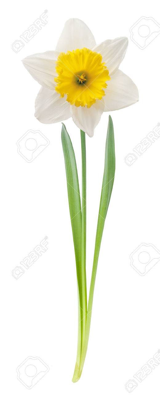 葉と茎は 白い背景で隔離の白い水仙 の写真素材 画像素材 Image