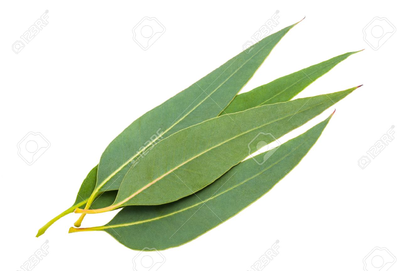 Image result for leaves of eucalyptus