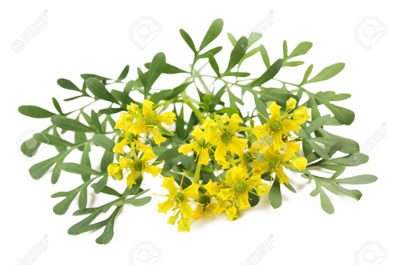 恵みの花や葉の白で隔離のハーブ の写真素材 画像素材 Image