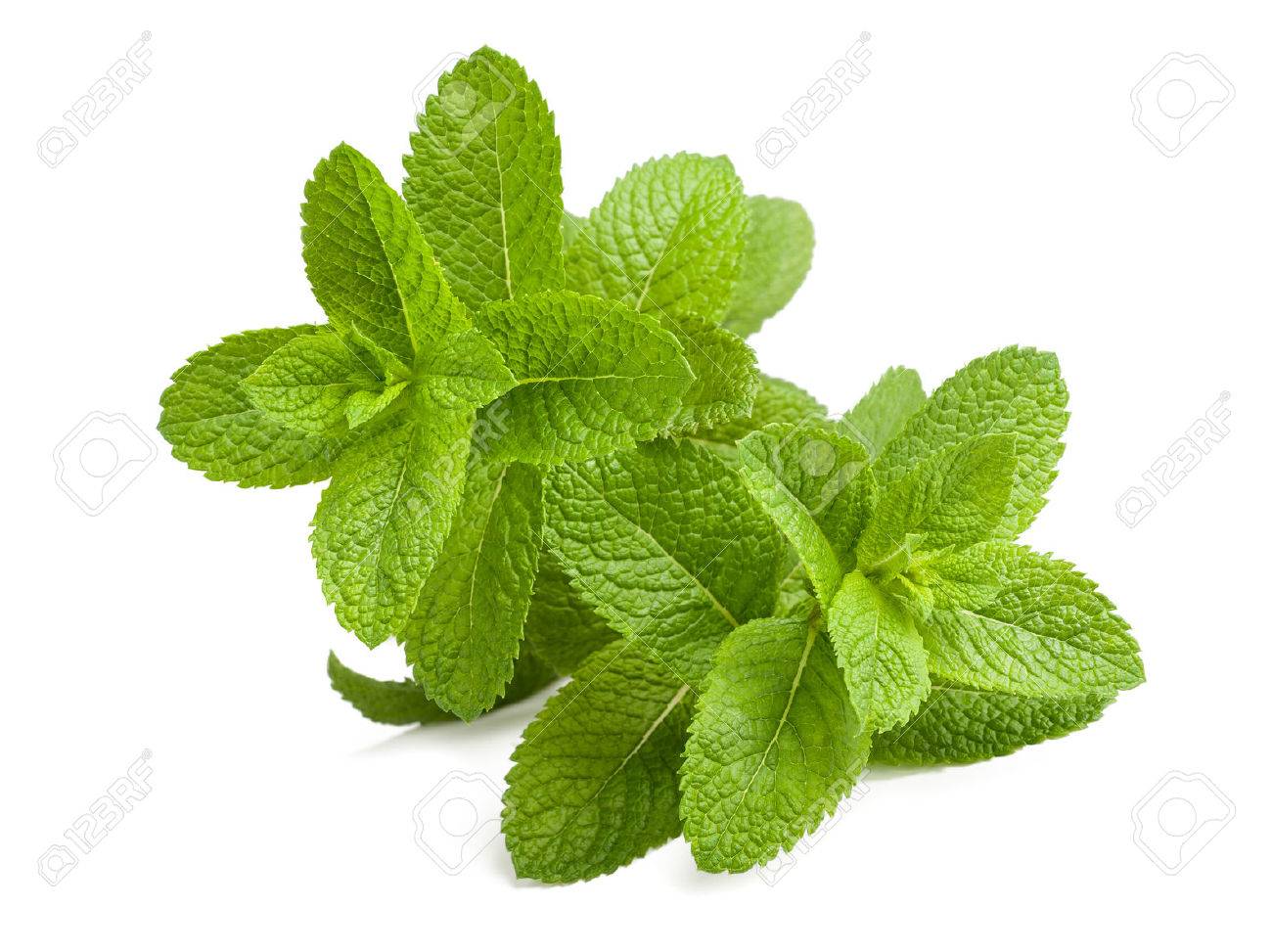 Frische Minze Zweige Die Isoliert Auf Weissem Hintergrund Lizenzfreie Fotos Bilder Und Stock Fotografie Image 51838525