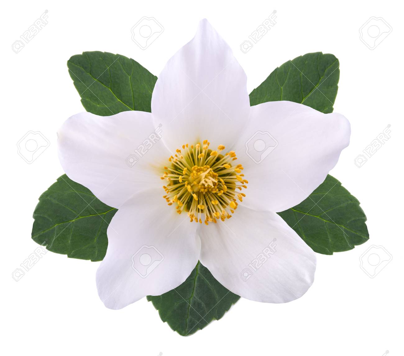 Nieswurz Blume Christrose Isoliert Auf Weiss Lizenzfreie Fotos Bilder Und Stock Fotografie Image 87758952