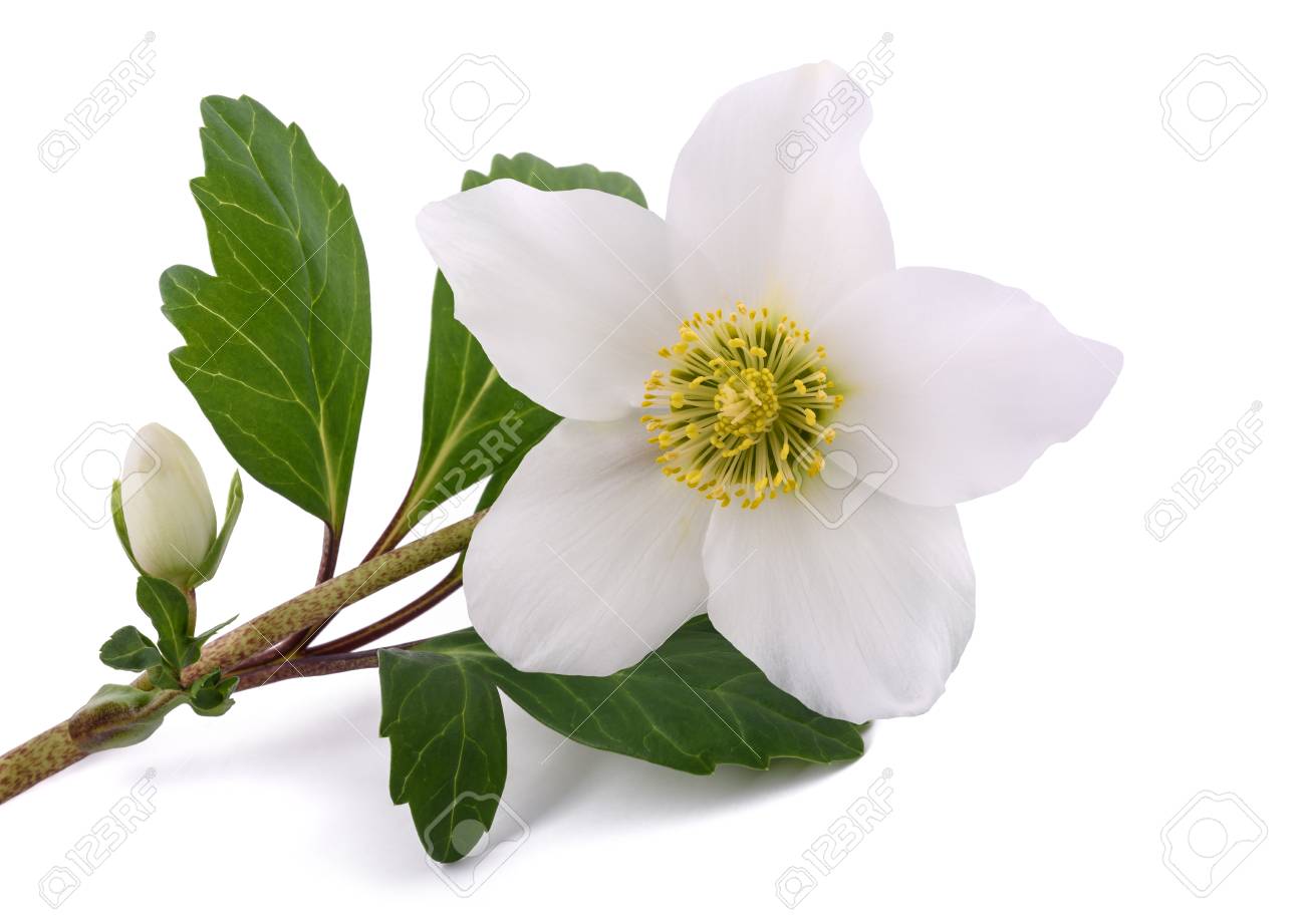 Nieswurz Blume Christrose Isoliert Auf Weiss Lizenzfreie Fotos Bilder Und Stock Fotografie Image 91746561
