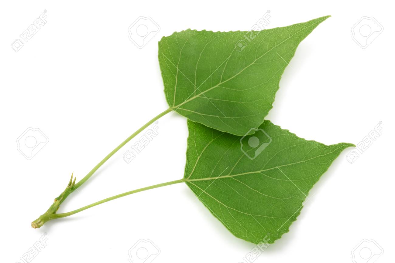 緑のポプラの葉は 白い背景に隔離 の写真素材 画像素材 Image