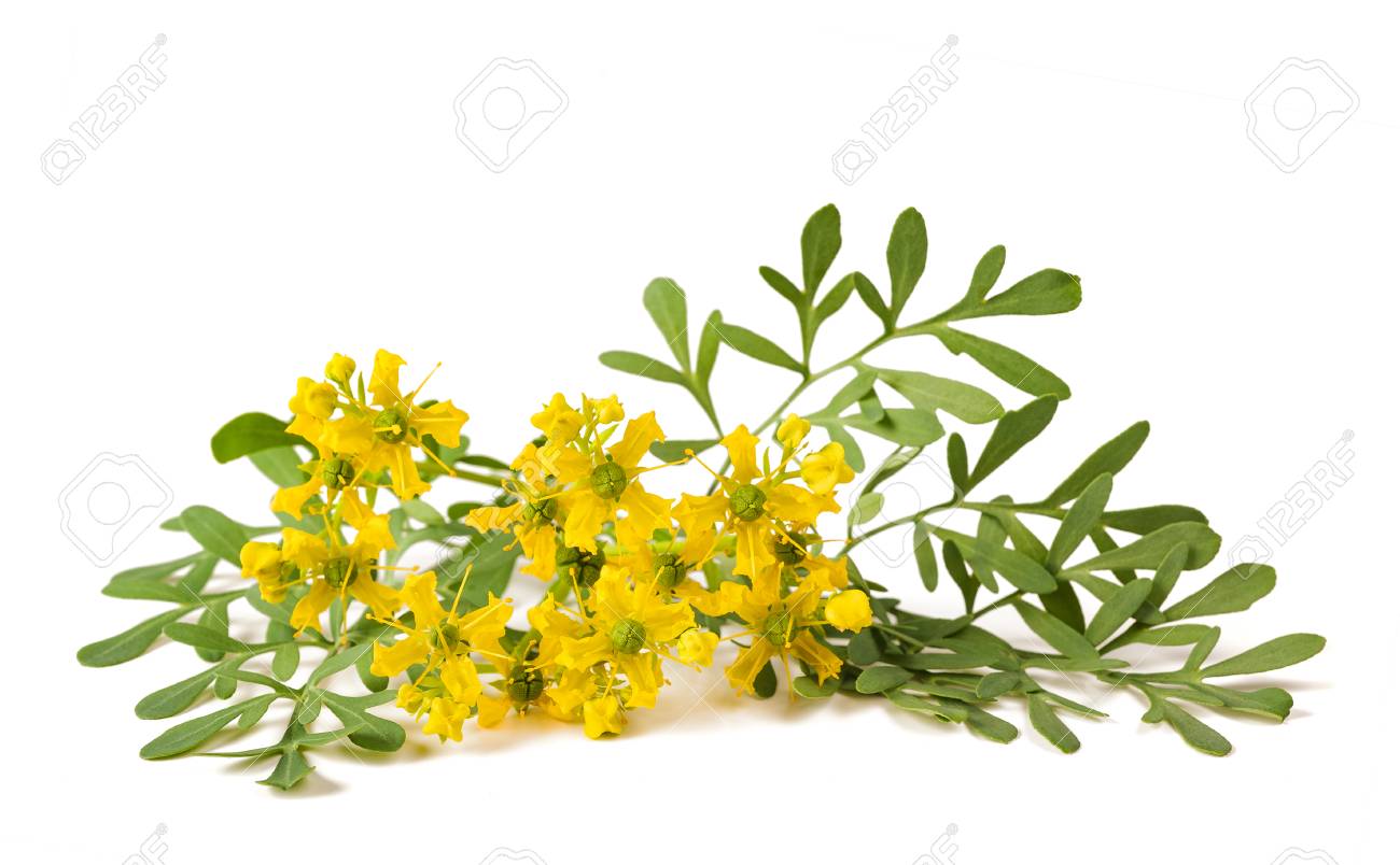 白に隔離グレースの花のハーブ の写真素材 画像素材 Image