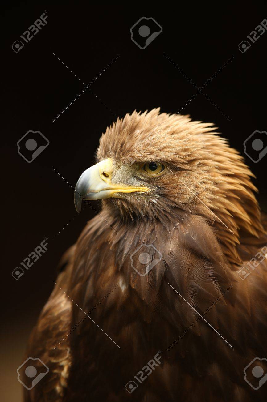 金色の鷲の肖像画 の写真素材 画像素材 Image