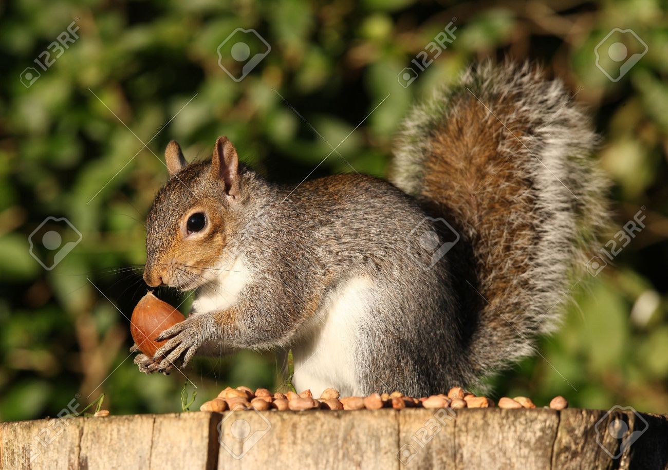 Portrait D Un Ecureuil Gris Manger Des Chataignes En Automne Banque D Images Et Photos Libres De Droits Image
