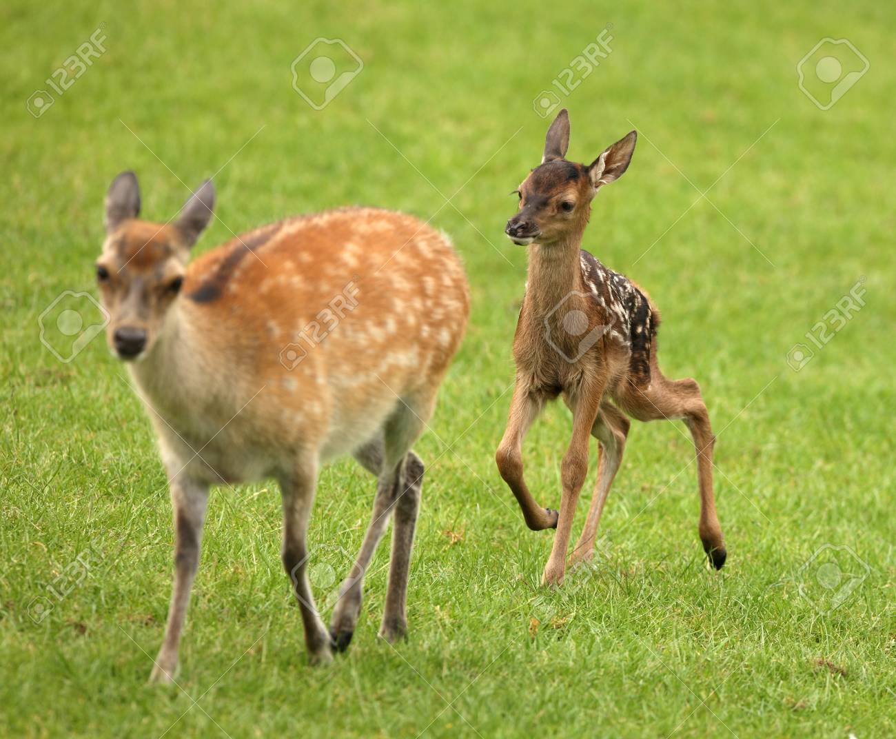 a baby fallow deer