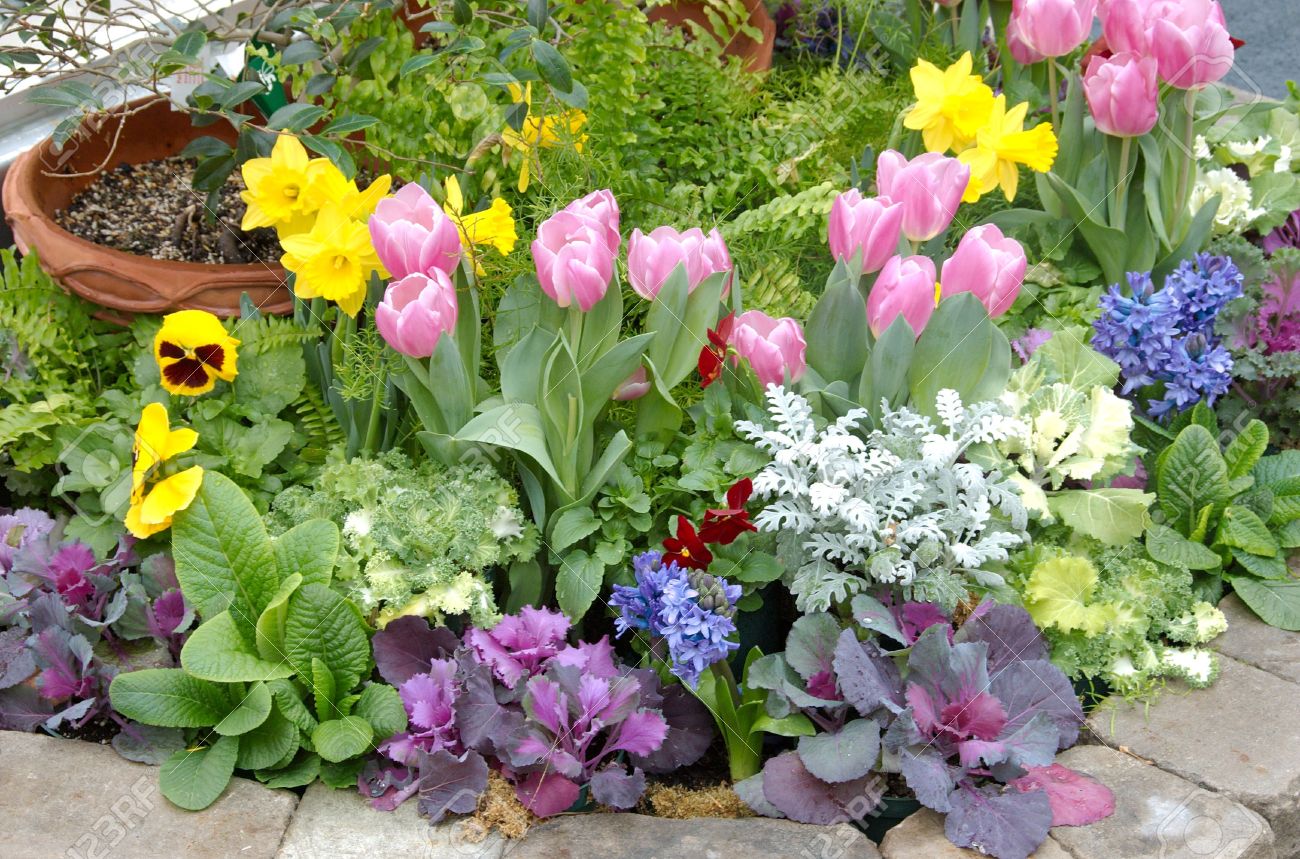 Colorful Spring Flower Garden Tulips Crocus And Pansy Stock Photo Picture And Royalty Free Image Image 2505590