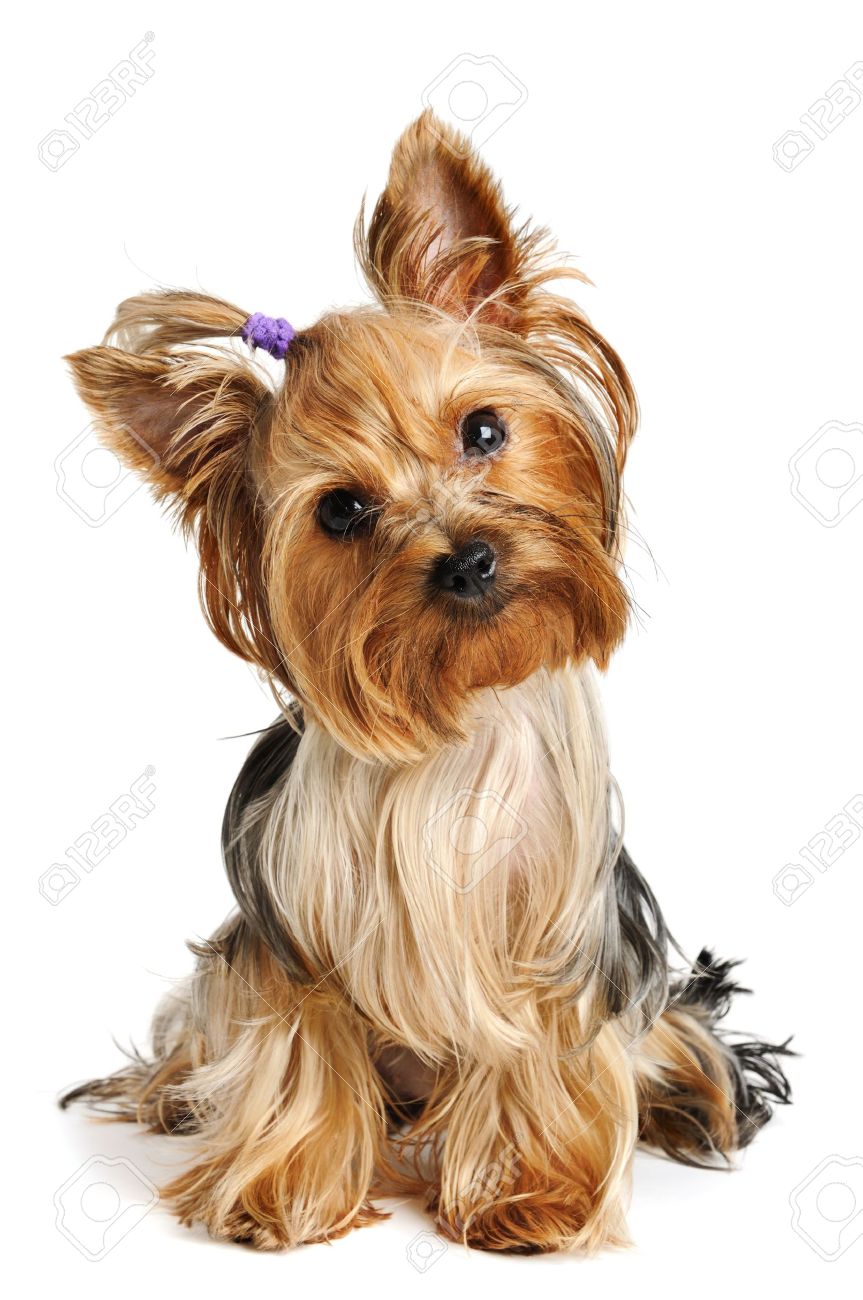 Puppy yorkshire terrier on the white background - 7826908 Puppy yorkshire terrier on the white background - 7826908