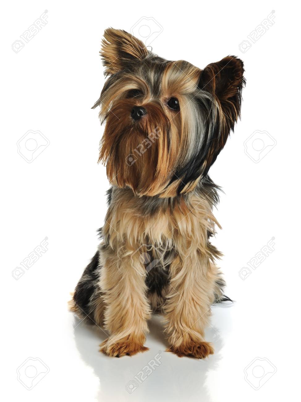 A Yorkshire Terrier Stock Photo Picture And Royalty Free Image Image A Yorkshire Terrier Stock Photo Picture And Royalty Free Image Image