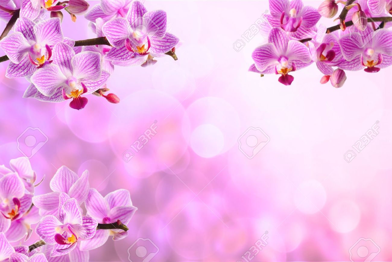 Beauty Pink background images Beauty Pink background photos