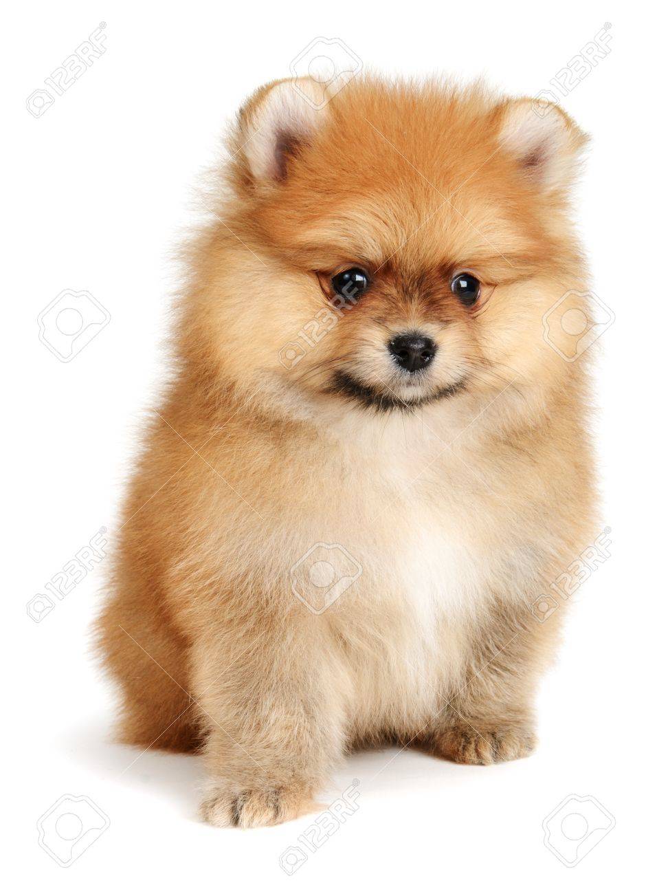 ポメラニアン子犬白で隔離される 2 ヶ月の年齢 の写真素材 画像素材 Image ポメラニアン子犬白で隔離される 2 ヶ月の年齢 の写真素材 画像素材 Image