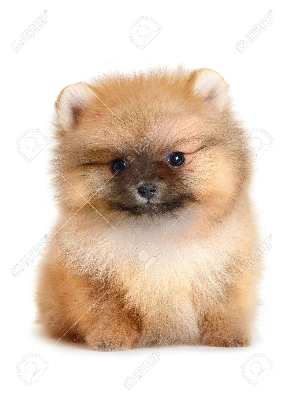 ポメラニアン子犬白で隔離 1 5 ヶ月の年齢 の写真素材 画像素材 Image ポメラニアン子犬白で隔離 1 5 ヶ月の年齢 の写真素材 画像素材 Image