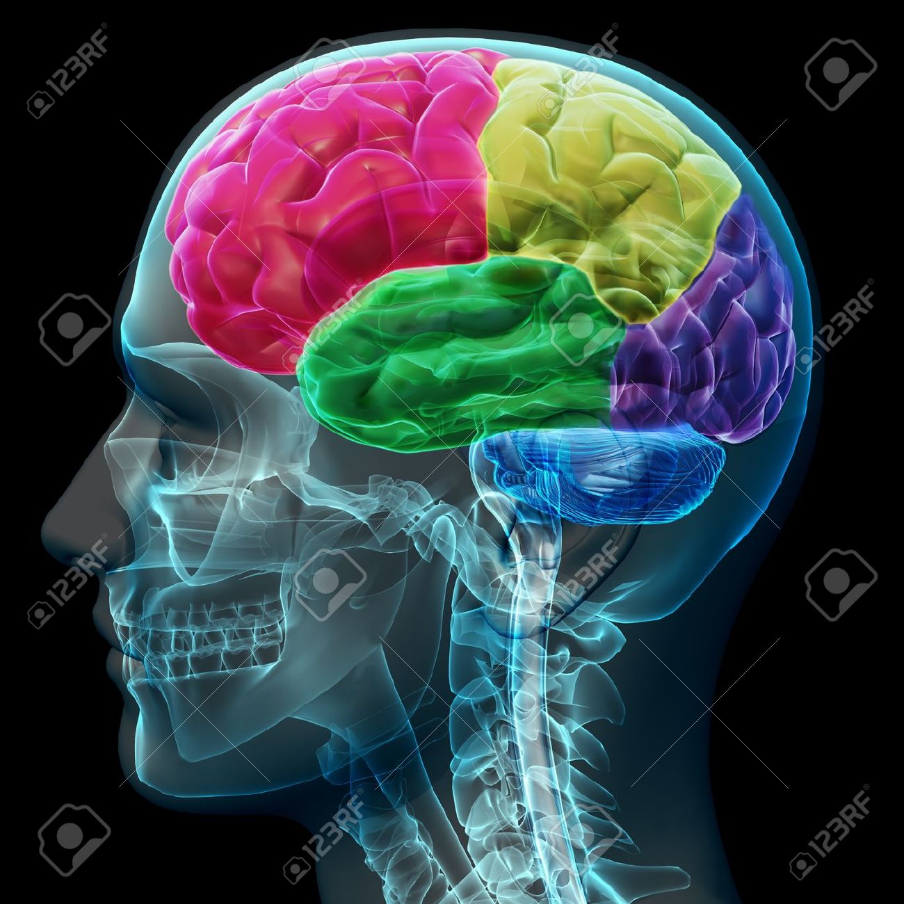 http://previews.123rf.com/images/scottff72/scottff721110/scottff72111000071/11083858-Colored-sections-of-a-male-human-brain-x-ray-concept-Part-of--Stock-Photo.jpg