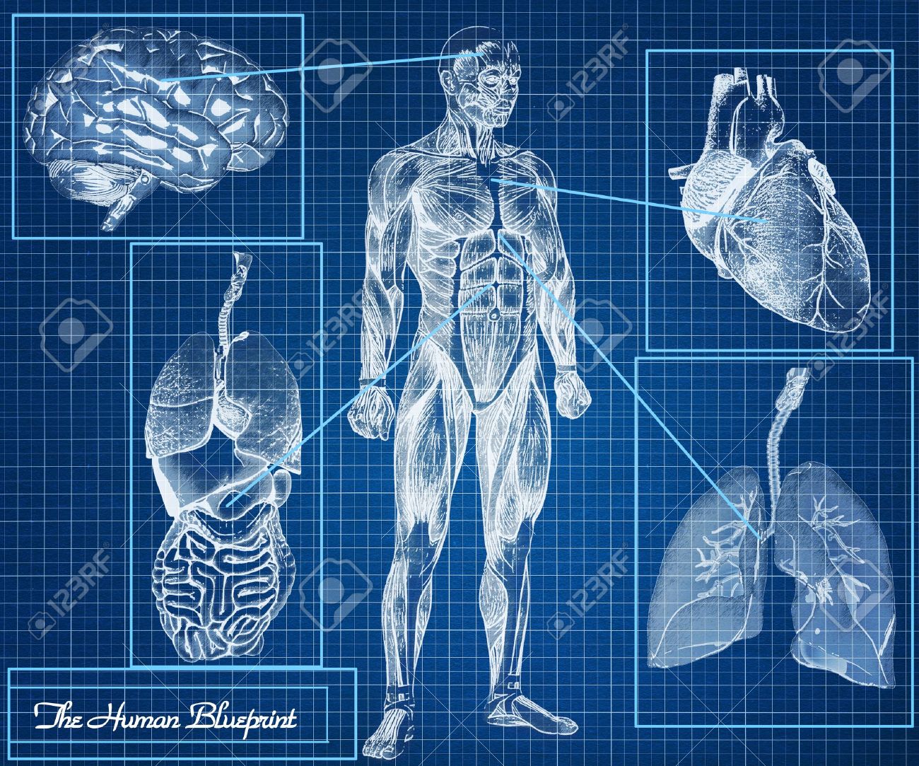 the human blueprint concept