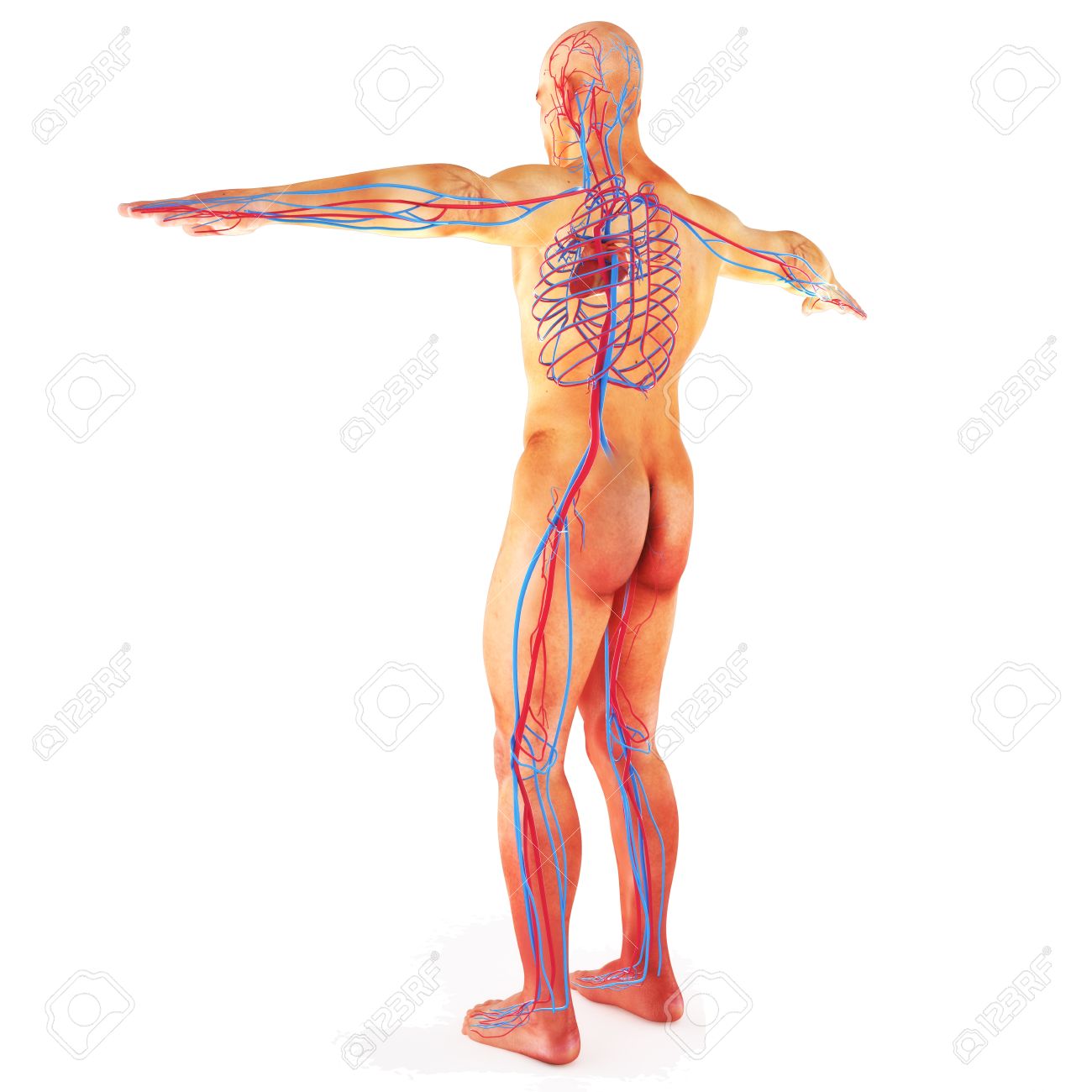 male human circulatory system blood circulation on a white
