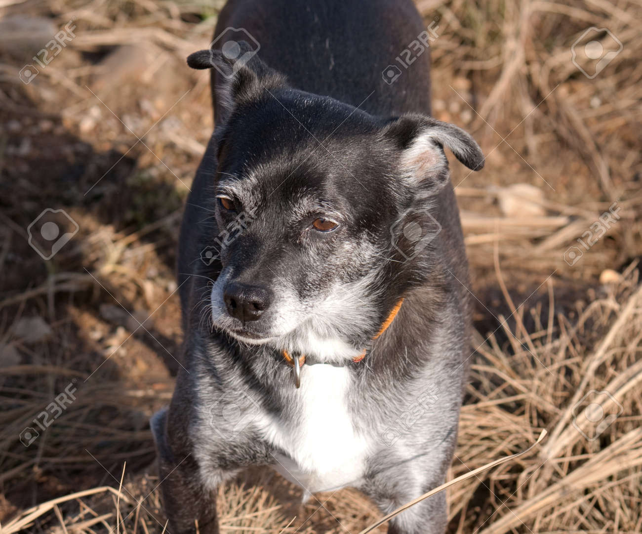 Un Petit Chien Noir Et Blanc