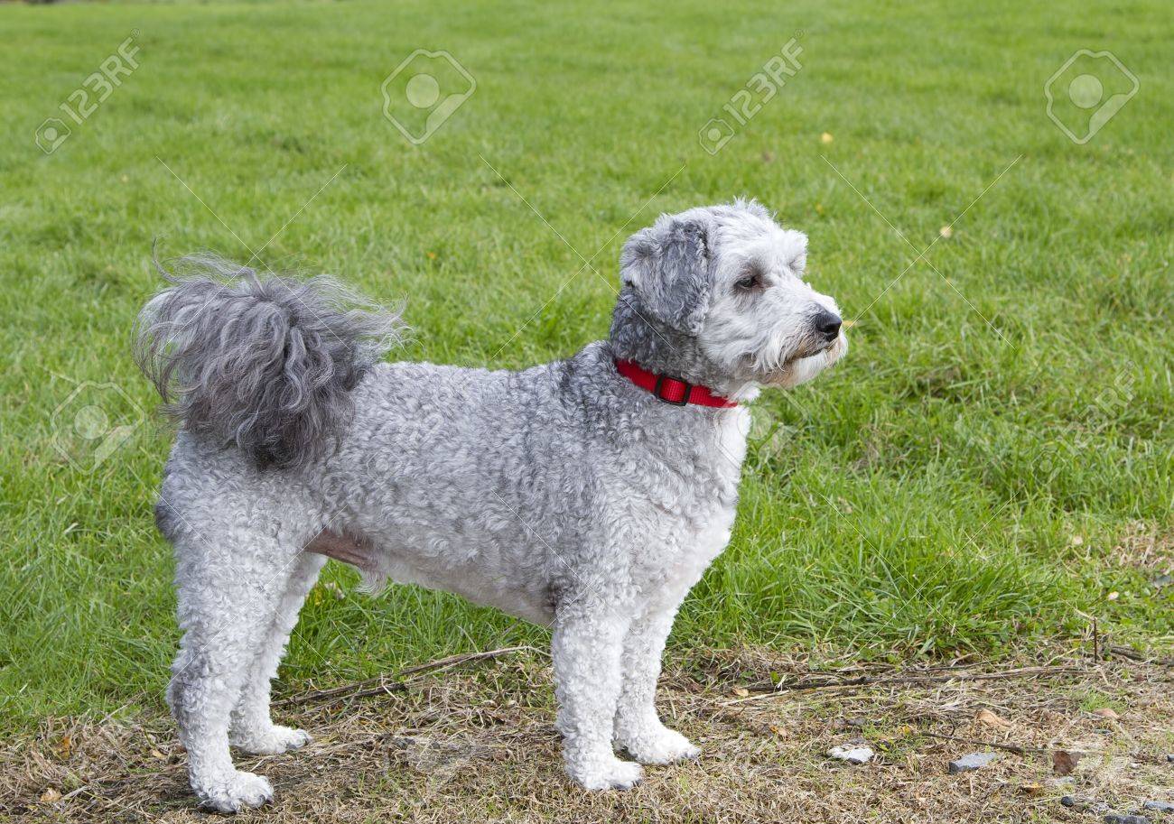 Bichon Frise Poodle Cross Breed Standing Looking Stock Picture And Royalty Free Image. Image