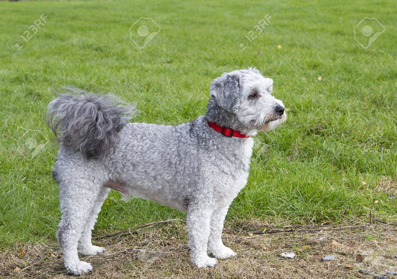 Caniche Bichon Frise Chien De Race Croisée Debout à La Recherche